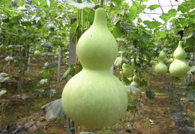 1,环境要求;葫芦是一种喜温怕冷植物,适合生长温度在15℃~32℃,当温度
