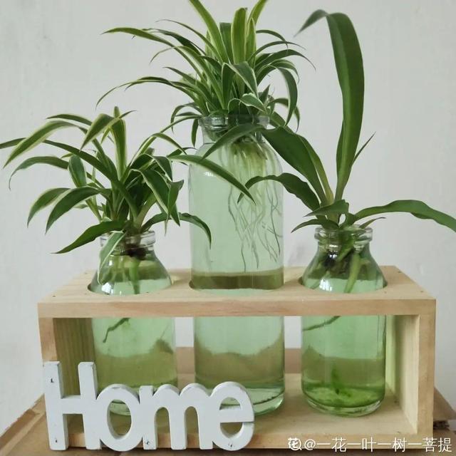 碰碰香有毒吗 碰碰香有毒吗（植物碰碰香有毒吗） 生活
