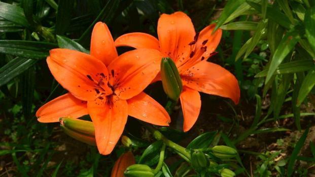 百合花的种植 百合花的种植（百合花的种植视频） 生活