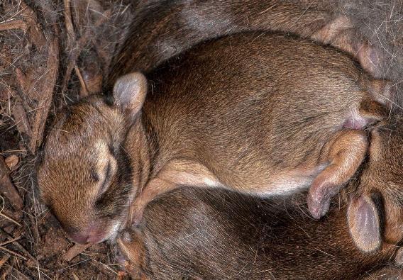 什么动物会夏眠什么动物不需要阳光