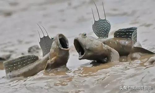 海鲜种类
