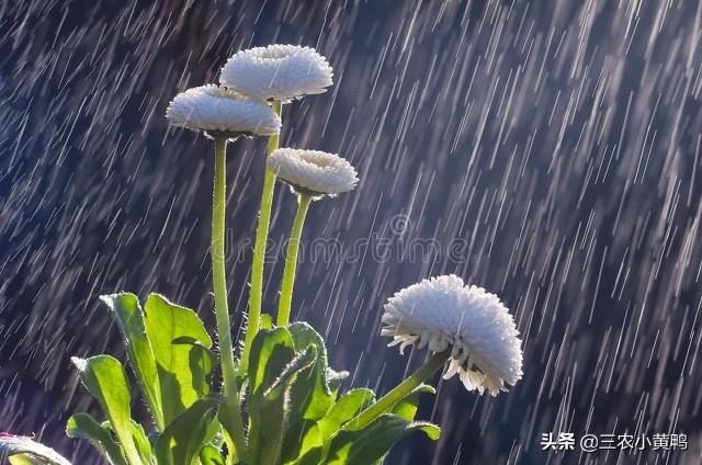 天气预报：今年冬季冷吗？就看九月初九天气，农谚俗语能预兆