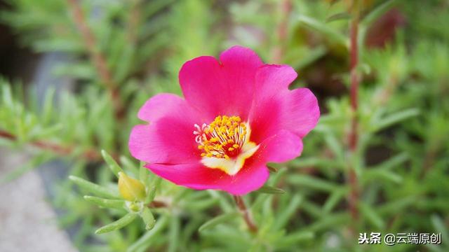 午时花 午时花（午时花图片） 生活