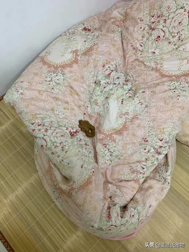 猫原来去猫砂盆现在到处尿（我家米桶被猫当猫砂盆了）(17)