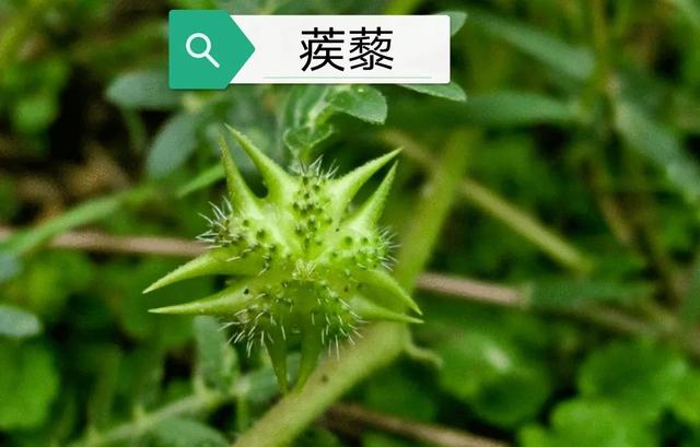 中药刺蒺藜的功效与作用蒺藜中药材中医世家