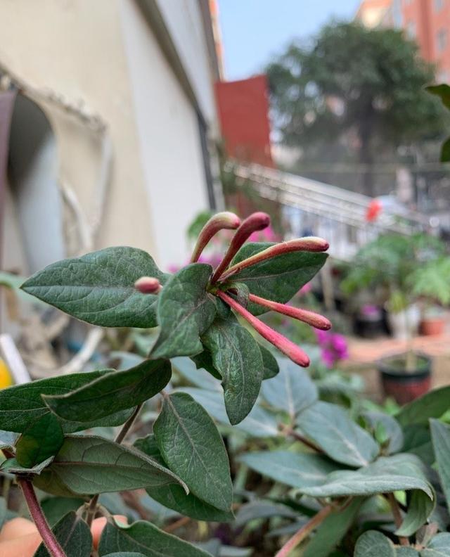 金银花盆景 金银花盆景（金银花盆景图片欣赏） 生活