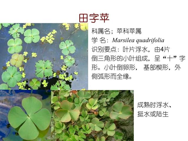 水生植物种类 水生植物种类（水生植物100种） 生活