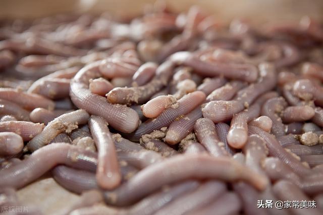 沙虫是什么 沙虫是什么（沙虫是什么东西） 生活