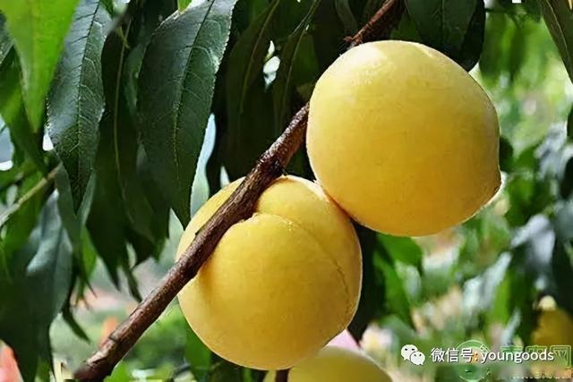 誉为祭奠神仙五果的桃子，十大产地PK，你喜欢吃哪种？