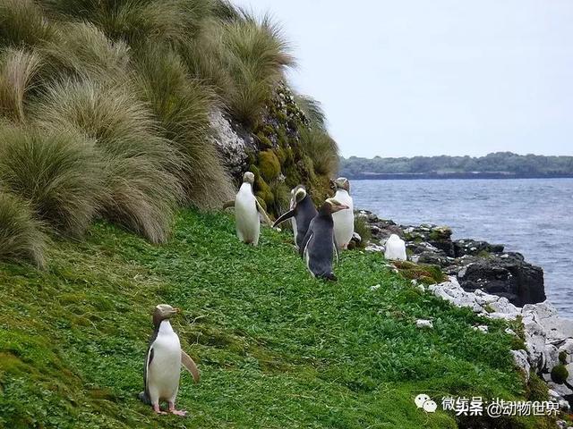 企鹅生活在哪里