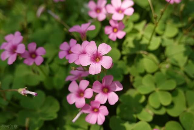 白菊花代表什么意思