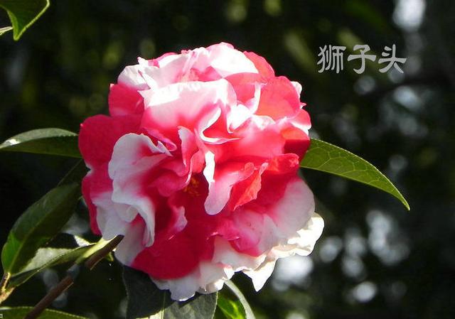 茶花品种 茶花品种（茶花品种紫袍图片） 生活