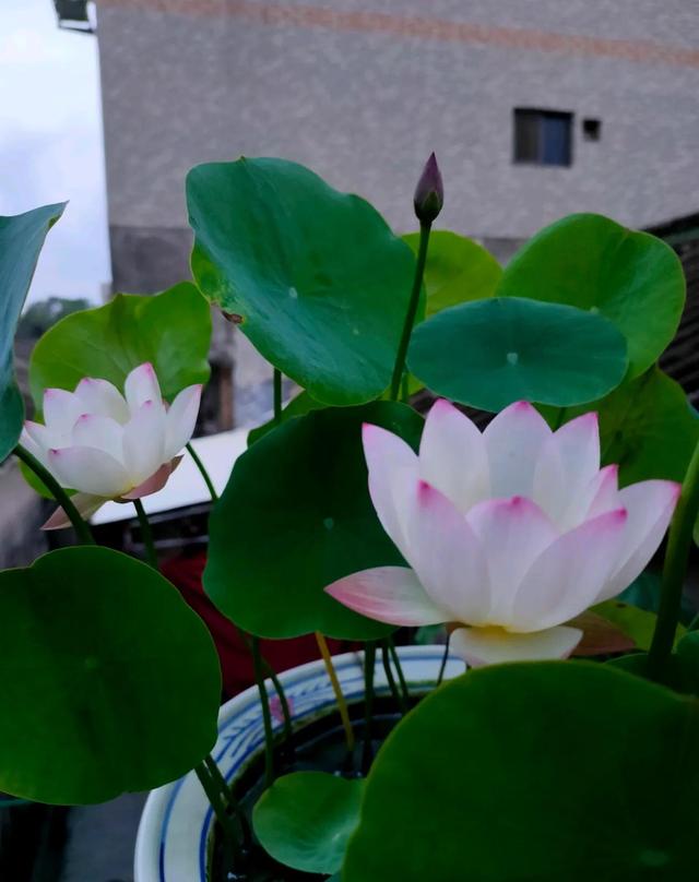 花中仙子是什么花