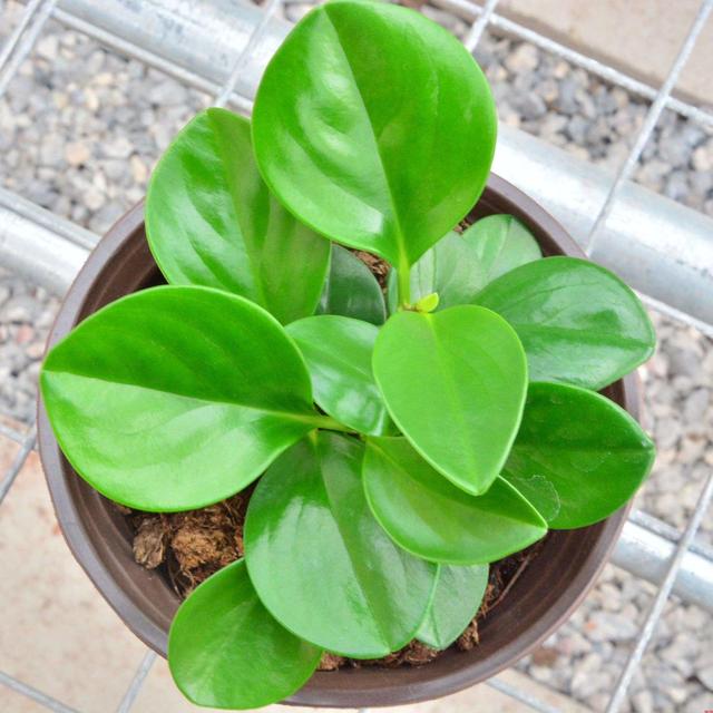 豆瓣绿的扦插方法,豆瓣绿如何养殖(豆瓣绿叶掰一片)