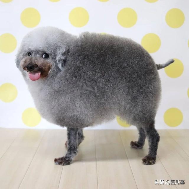 贵宾犬的造型 贵宾犬的造型
