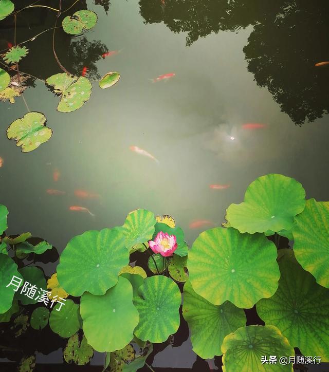 我自己的孩子，为什么我不能做主，反而要你们来指手画脚