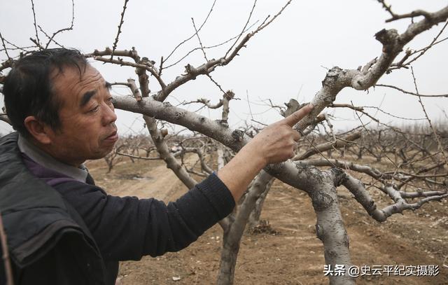 农民用石灰和硫磺熬制一种农药，专杀桃树上的白蚧虫，看看啥情况