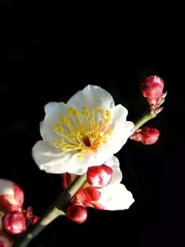 [微信七里香代理]，微信视频发黑了怎么调呢