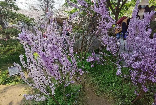有毒的花