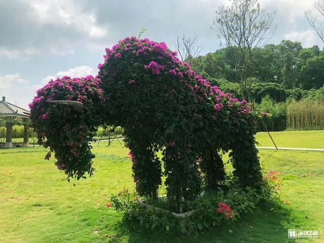 深圳市市花