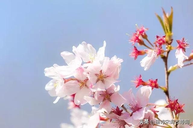 人间四月芳菲尽诗意「人间四月芳菲尽山寺桃花始盛开」