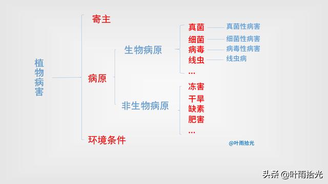 农作物为什么会生病？明白了这3个发病条件，比用增产套餐还管用3