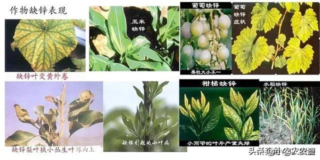 记住这1个“膨大素”配方，促坐果多，膨大快，上色匀，甜度高5