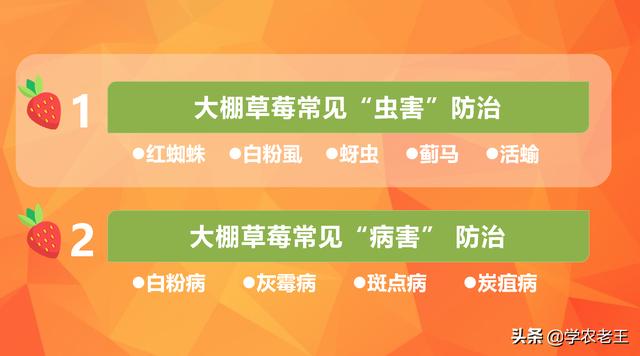 大棚草莓虫害怎么防？3个方法+6种药剂轻松搞定！绿色环保少药残2