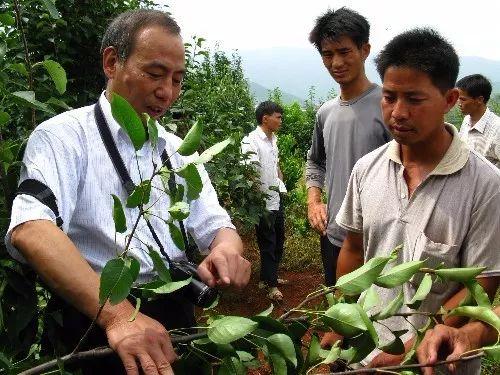 「技术」当前苹果树、桃树、梨树、樱桃树、葡萄、核桃、花椒用药方案介绍4