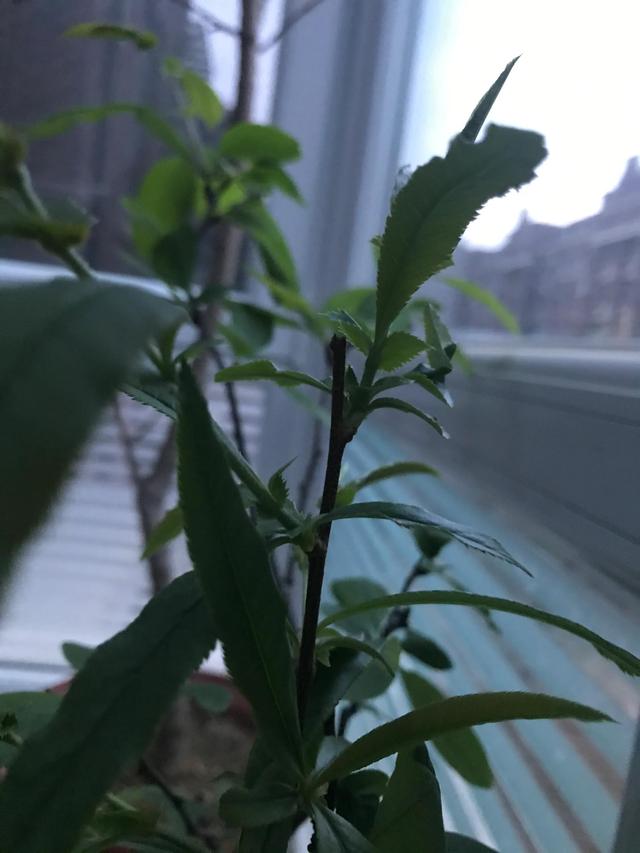 海棠花语