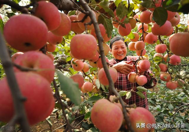 复硝酚钠功能强、用量少、花钱少，掌握方法技巧作物使用效果好8