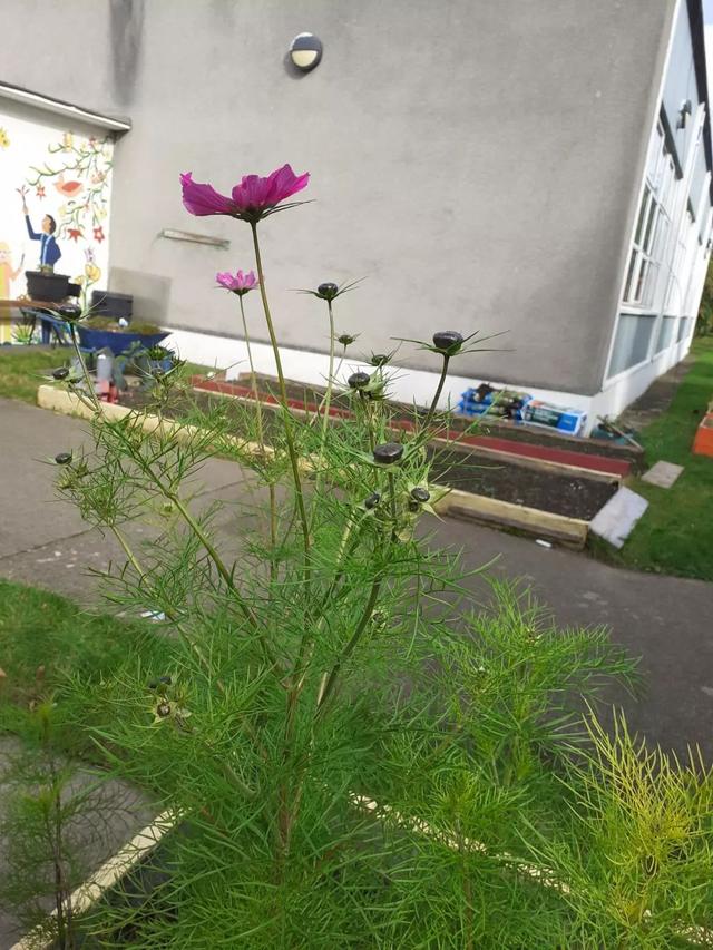 大波斯菊