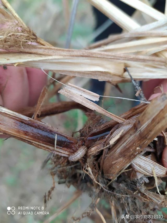 灭生除草怎么做？水稻田才能无残留、苗齐、苗壮无药害？3