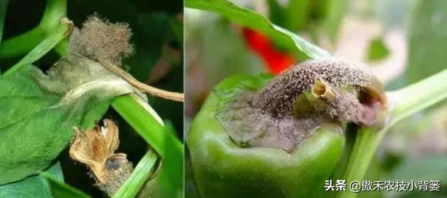 秋季连续阴雨天气多，大棚蔬菜要重点防治这三种高湿性病害5