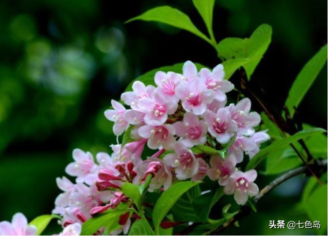 什么颜色代表友谊 什么颜色代表友谊（什么颜色代表友谊合作） 生活
