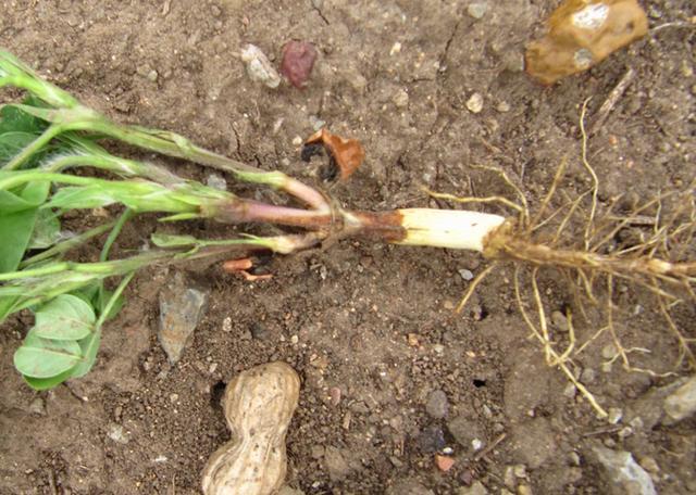 种植花生，田间出现死苗现象，和这3种病害关系比较大，容易减产2