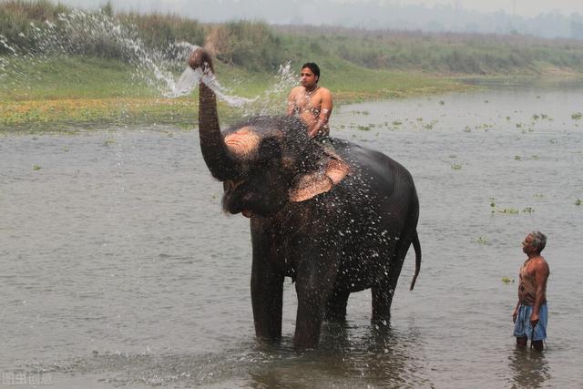 斯里兰卡禁止“醉驾”大象，外媒：斯里兰卡禁止“酒驾”大象