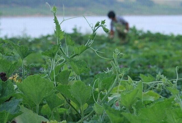 银栗小南瓜又香又甜，它的高产栽培技术来了，要学的抓紧看了4