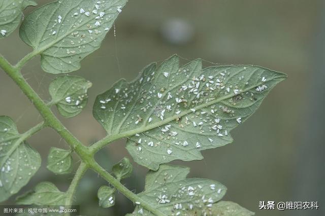 3分钟绝杀蚜虫、烟粉虱，这个才是最好的杀虫剂，持效期可达56天4