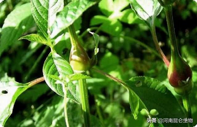 中药材根茎块膨大素有哪些？生根用什么肥料好？追肥用哪种肥料？