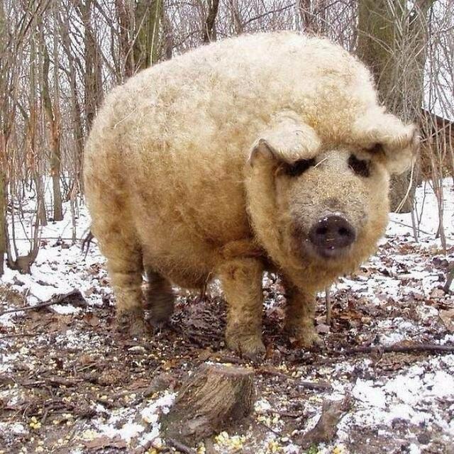 动物图 动物图