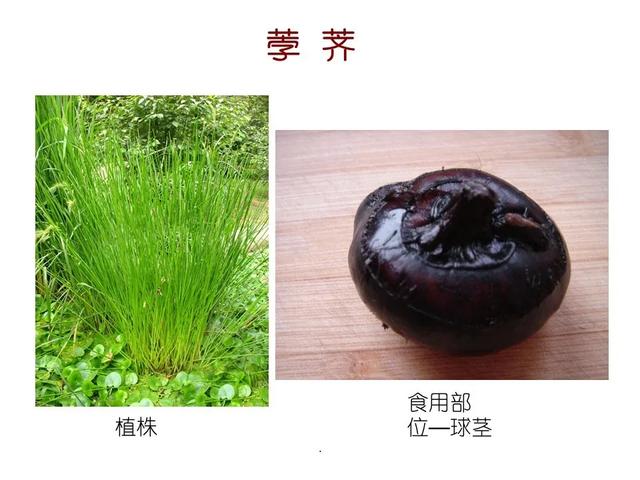 常见水生植物