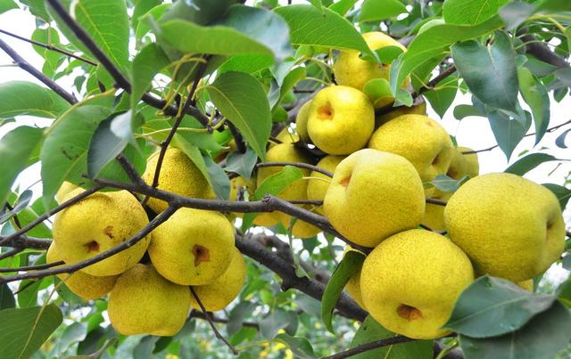 明日白露，别忘“吃3宝”、“做3事”，顺应时节，秋寒秋燥都不怕