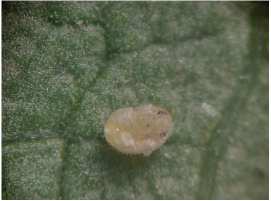 温室白粉虱——温室大棚蔬菜种植常见害虫之一，附农药杀虫方法3