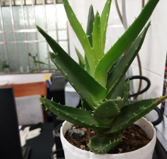 厚脸皮植物 厚脸皮植物，厚脸皮植物怎么修剪 生活