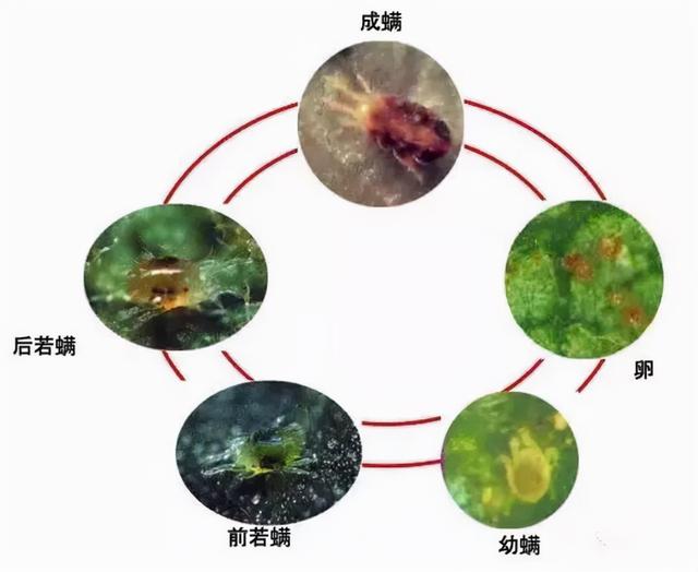 螺螨酯：杀螨界的扛把子，找到伴侣，实现虫卵双杀，真正走向巅峰2