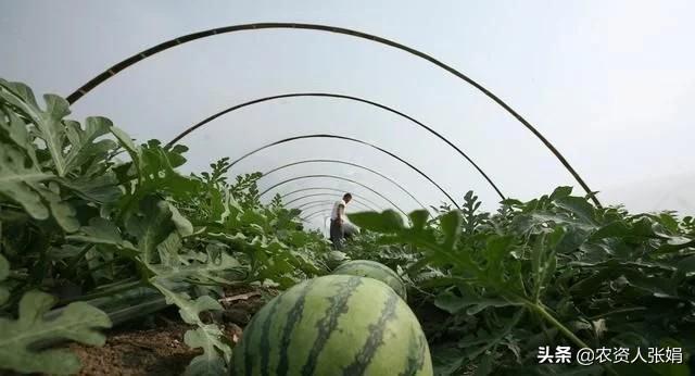 铲除虱、蓟、蚜，虫害高峰期也不怕的“万能”杀虫剂7