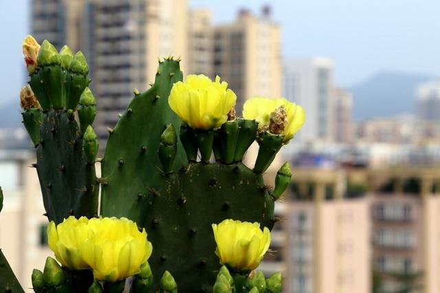 仙人掌开花