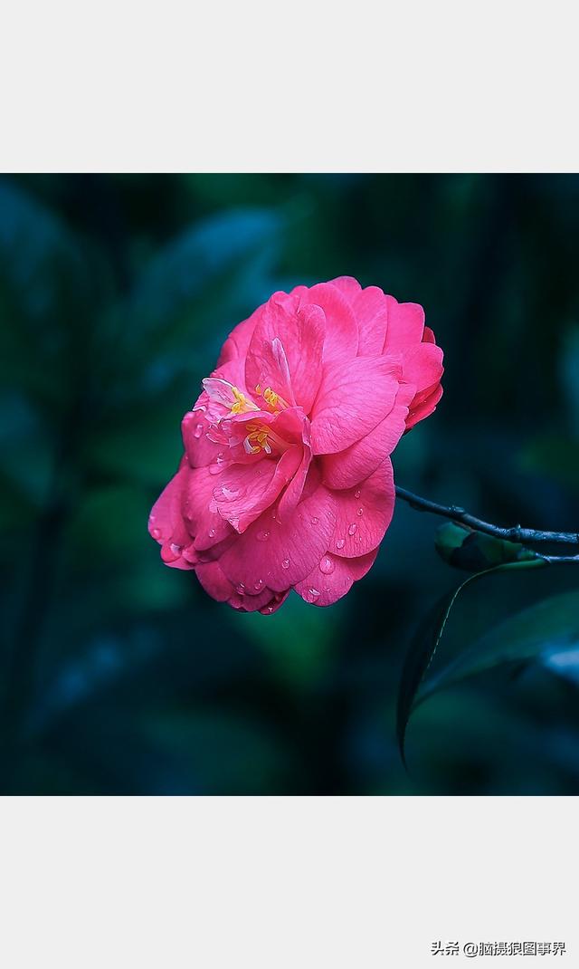 山茶花图片