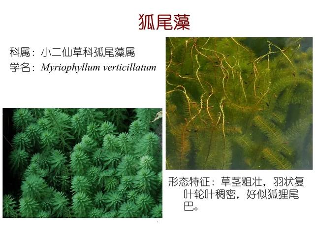 水生植物 水生植物（水生植物种植施工方案） 生活